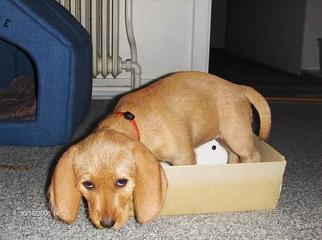 Basset fauve de bretagne Ina - Hvor er hjemmeskoene. billede 4