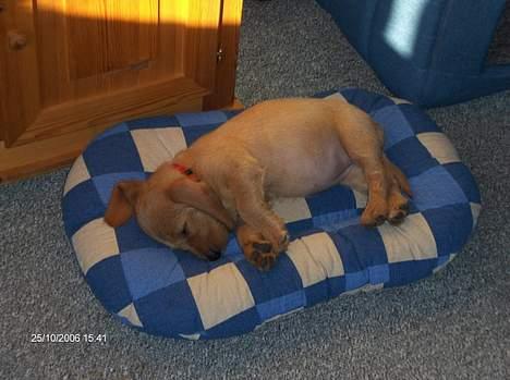 Basset fauve de bretagne Ina - Endnu en af mine hyggestunder. billede 5