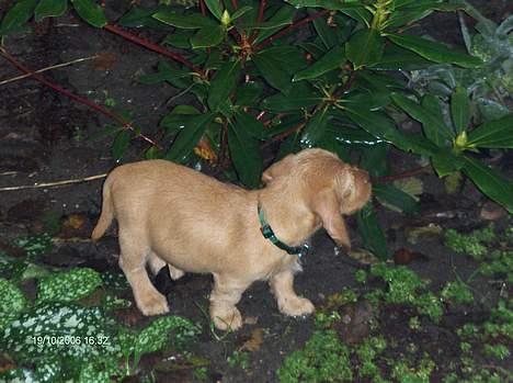 Basset fauve de bretagne Ina - På safari. billede 6