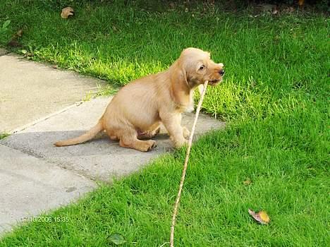 Basset fauve de bretagne Ina - Mit første bytte. billede 7