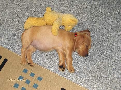 Basset fauve de bretagne Ina - Sover trygt med min Bamse. billede 8