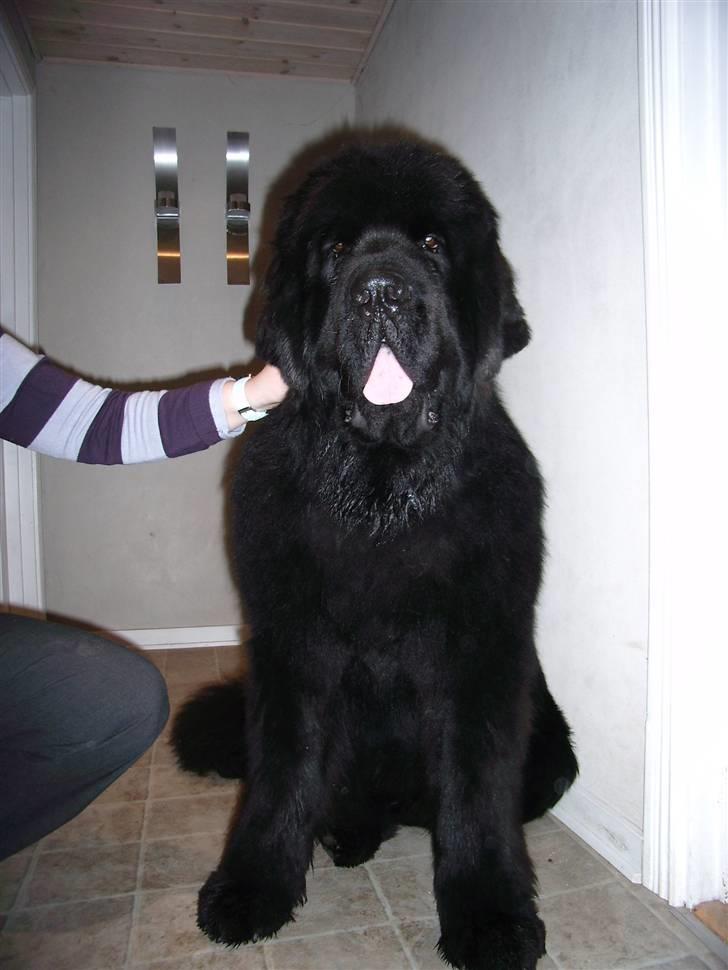 Newfoundlænder Buffas - Halløj billede 1