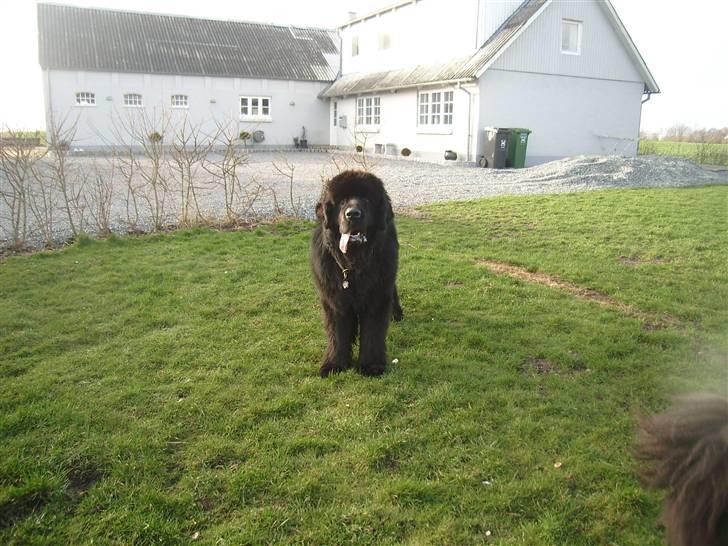 Newfoundlænder Buffas billede 2