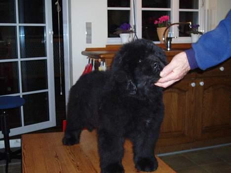 Newfoundlænder Buffas billede 3