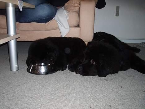 Newfoundlænder Buffas - Se mig og min storebror er vi ikke lækre billede 4