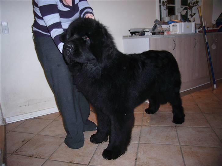 Newfoundlænder Buffas billede 5