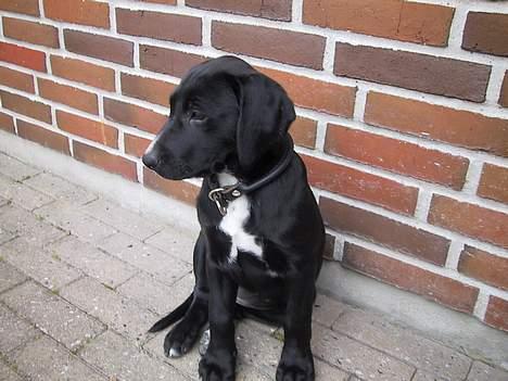 Blanding af racer Maggie - Her er hun ca. 3 måneder gammel. billede 1