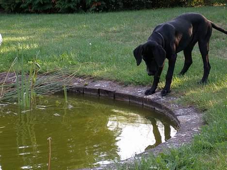 Blanding af racer Maggie - "Hov! Var det mon en fisk der svømmede forbi?" billede 2