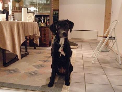 Blanding af racer Maggie - Her er hun ca. 7 måneder gammel. billede 3