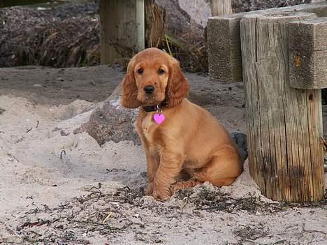Cocker spaniel Frida - Er på stranden med min mor for aller første gang, og det var stort og lidt skræmmende. Jeg er også kun 12 uger gammel.! billede 1