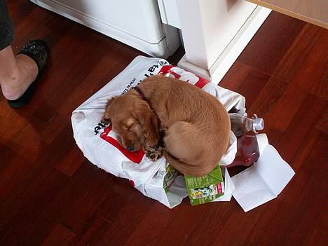 Cocker spaniel Frida - Man kan sove mange steder også, oven på indkøbsposerne inden de bliver tømt :-) <3 billede 2