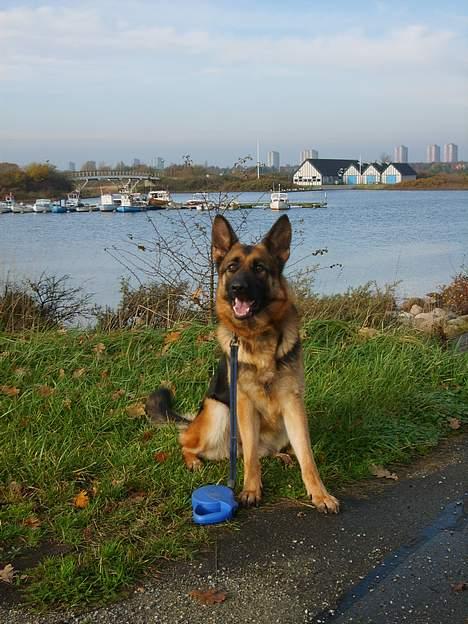 Schæferhund Slottet's Version Of Life - November 2006 billede 14