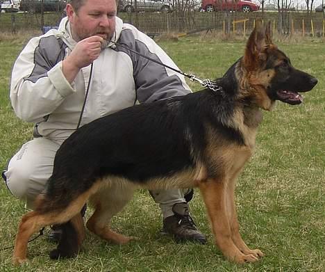 Schæferhund Slottet's Version Of Life - På sin første udstilling billede 15