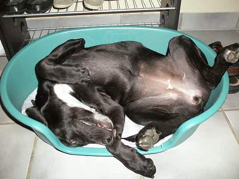 Blanding af racer Maggie - Hun er vist lidt for afslappet. billede 5