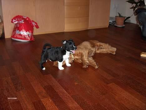 Cocker spaniel Frida - Her leger jeg med min nye ven, Carlos, en hvalp på vores ridecenter. billede 3