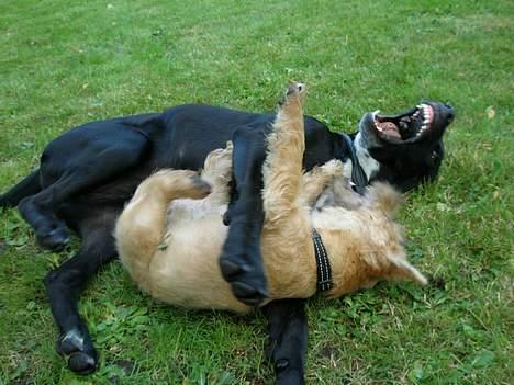 Blanding af racer Maggie - Maggie leger med sin lille veninde Frigg. billede 6