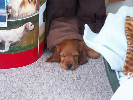 Cocker spaniel Frida - Elsker min mor så meget at jeg sover i hendes  jakke :-? billede 4