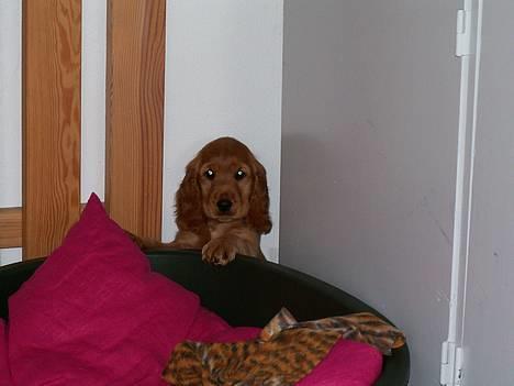 Cocker spaniel Frida - Min mor blev lidt sur på mig, så jeg skyndte at gemme mig. Kan hun mon finde mig, det håber jeg... billede 5