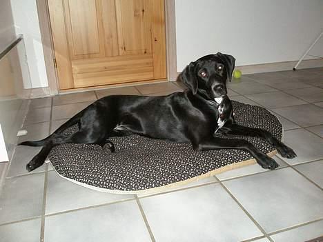 Blanding af racer Maggie - Smuk og fin som altid. billede 7