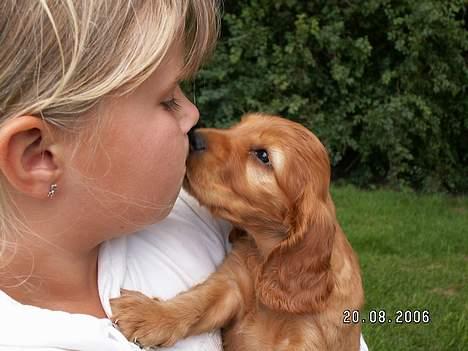 Cocker spaniel Frida - Her møder Rikke og jeg hinanden for første gang. billede 6