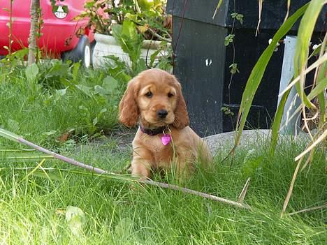 Cocker spaniel Frida - Her er jeg dagen efter jeg kom til min nye familie, Hvam West. Det er meget nyt det hele. billede 8