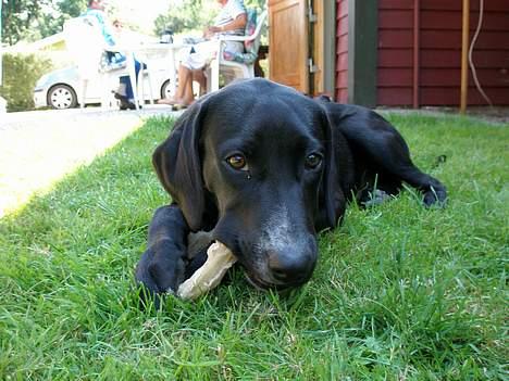 Blanding af racer Maggie - Hun elsker tyggeben :). billede 8