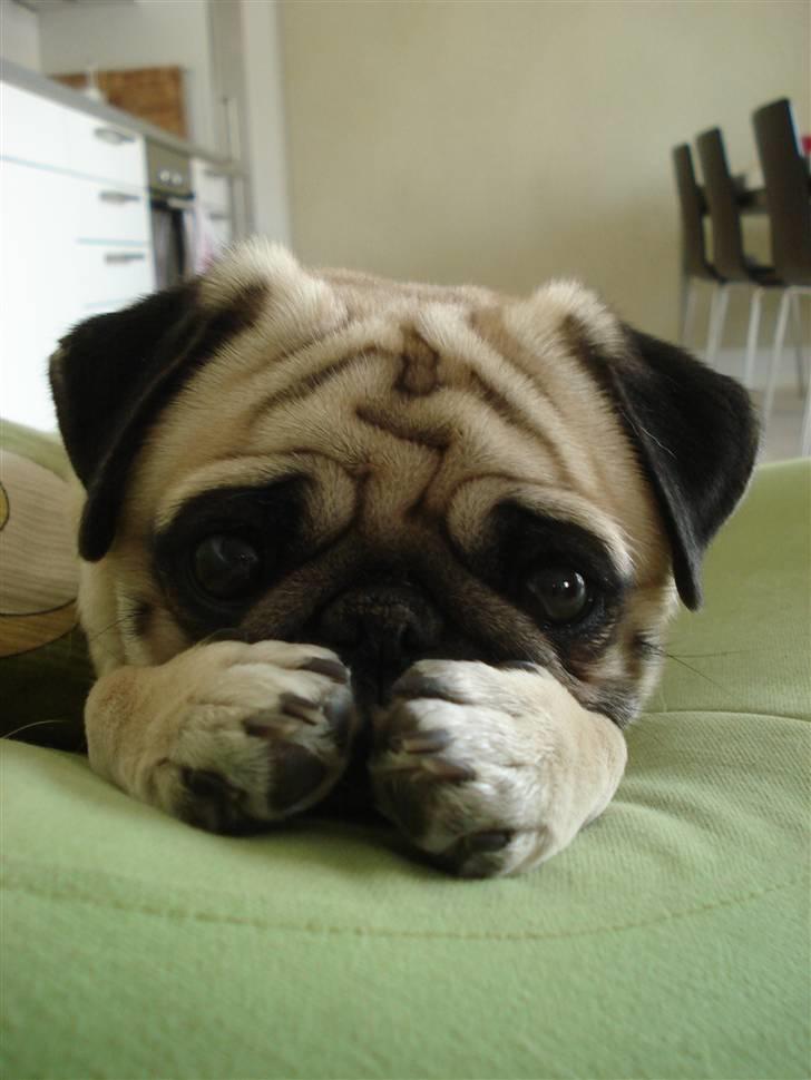 Mops Fiona - Fiona har været hos fotograf.  billede 1