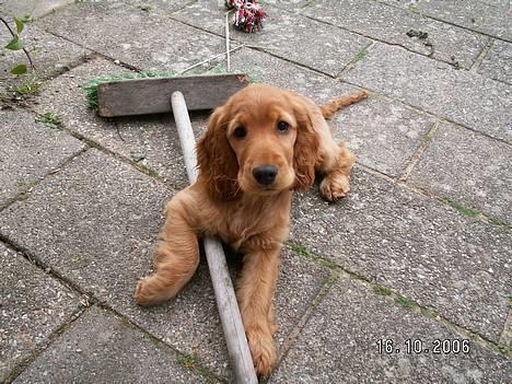 Cocker spaniel Frida - Her er jeg i gang med at feje på vores terasse, og det er hårdt arbejde som kræver et hvil. billede 9