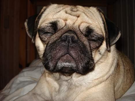 Mops Fiona billede 2