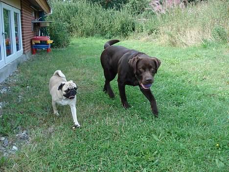 Mops Fiona - Min kæreste charlie beskytter mig altid billede 3