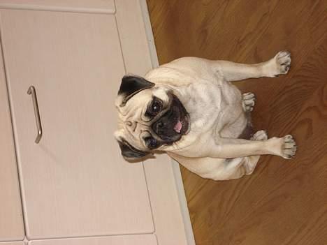 Mops Fiona billede 4