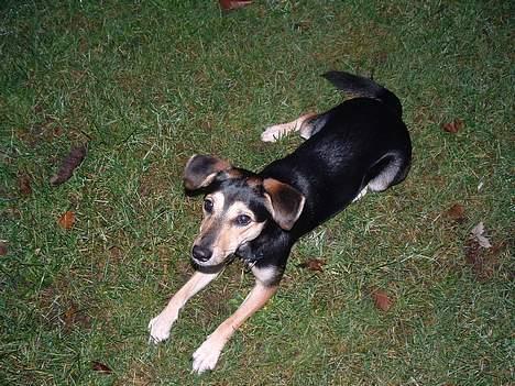 Blanding af racer Molly - Ligger jeg ikk pænt nu mor?? billede 13