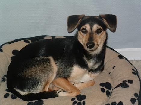 Blanding af racer Molly - Hey, ikke forstyrre når jeg ligger og putter billede 14