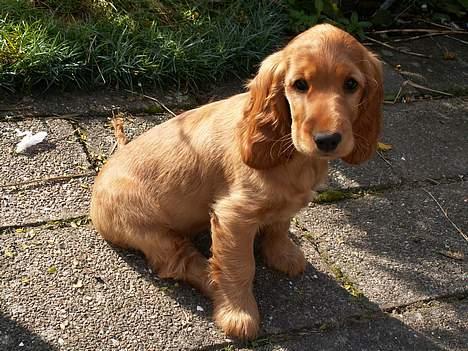 Cocker spaniel Frida - Det er ikke altid nemt at se ud som mig. Mange tror at jeg er ked af det, men jeg er glad. Det er bare mine øjne som er gør det... billede 10
