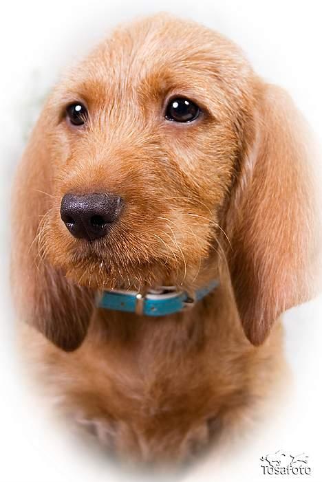 Basset fauve de bretagne Fjordkærs Ingolf - Tosa Foto billede 2