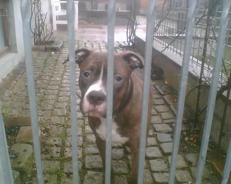 Border collie ... - R.I.P buddy. Du vil altid have en plads i mit hjerte billede 20