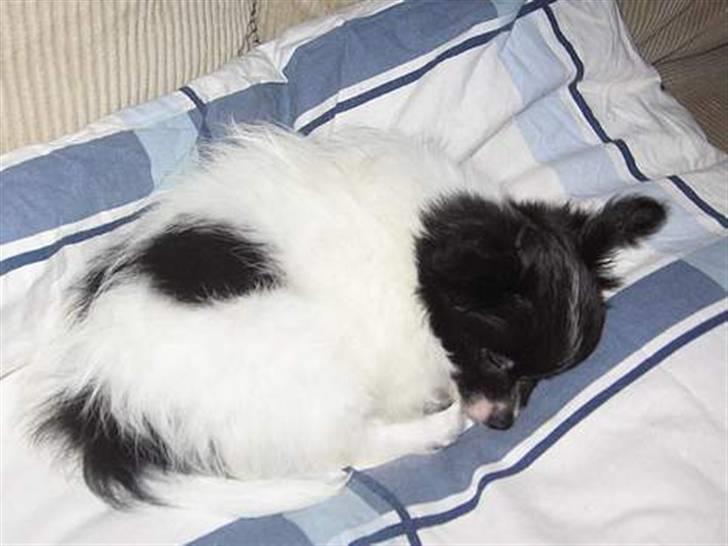 Papillon Bastian billede 3