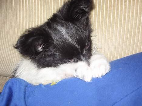 Papillon Bastian billede 4