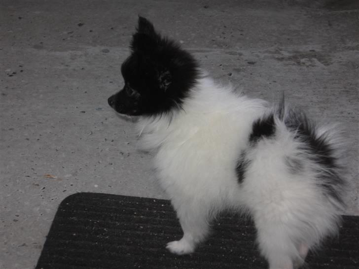 Papillon Bastian - Ca 4 måneder billede 5