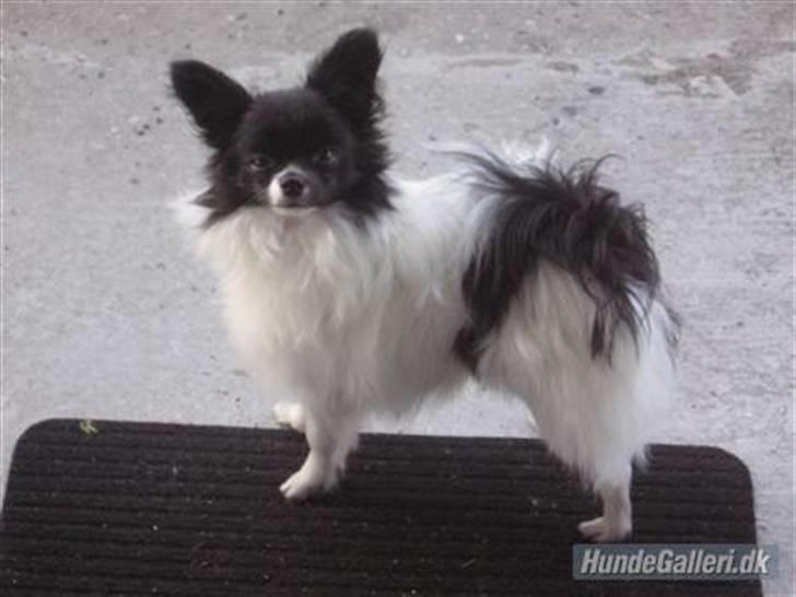 Papillon Bastian - Så er jeg blevet 9 måneder billede 6