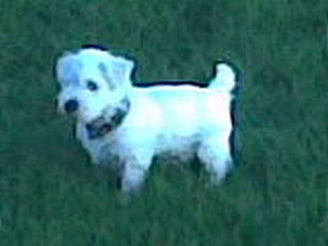 West highland white terrier Anton - ude i det fri og lege med moar :)  billede 16