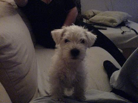 West highland white terrier Anton - ..."Hvem? MIG???"...  billede 17