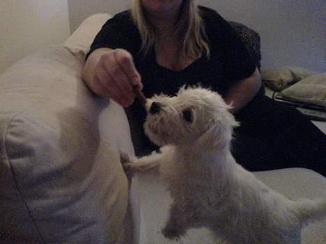 West highland white terrier Anton - min min min min min!!  billede 18