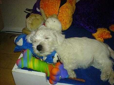 West highland white terrier Anton - zZzZzZzZz.. total yndlingsbeskæftigelse. Ca 16 timer i døgnet  billede 19