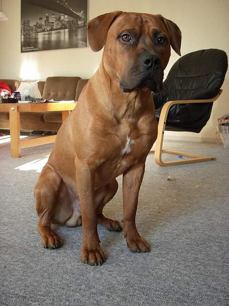 Blanding af racer Ballu - måååå jeg ikke snar gå igen ?? billede 14