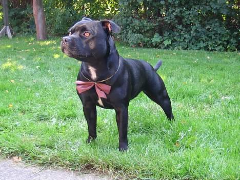 Staffordshire bull terrier Deestaff Adina billede 1