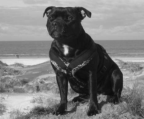 Staffordshire bull terrier Deestaff Adina billede 2