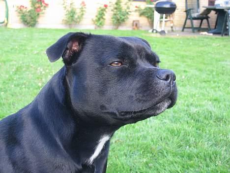 Staffordshire bull terrier Deestaff Adina billede 3