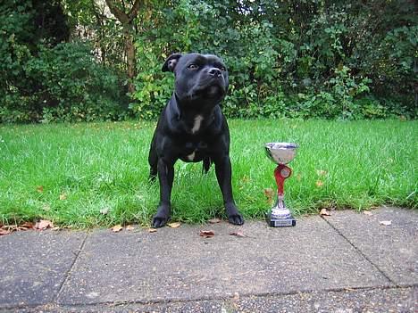 Staffordshire bull terrier Deestaff Adina billede 4