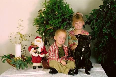 Staffordshire bull terrier Deestaff Adina billede 5